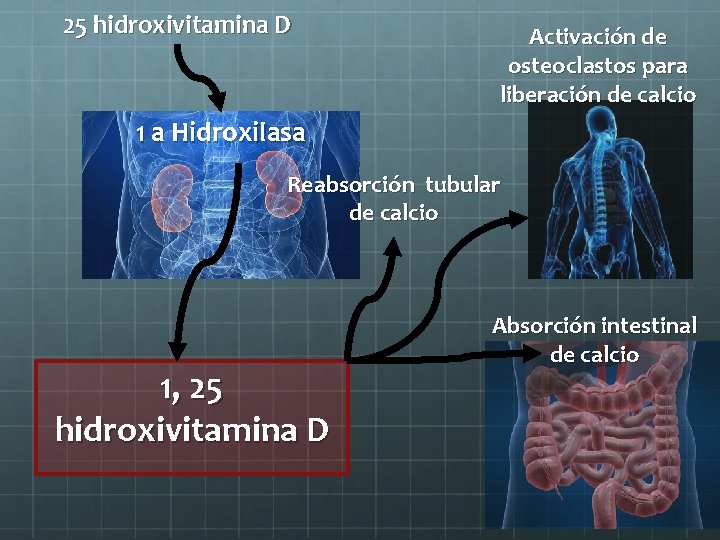 25 hidroxivitamina D Activación de osteoclastos para liberación de calcio 1 a Hidroxilasa Reabsorción