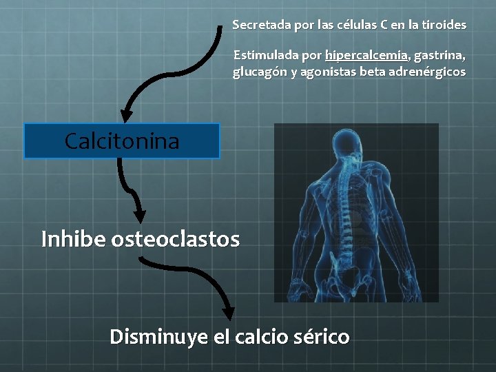 Secretada por las células C en la tiroides Estimulada por hipercalcemia, gastrina, glucagón y