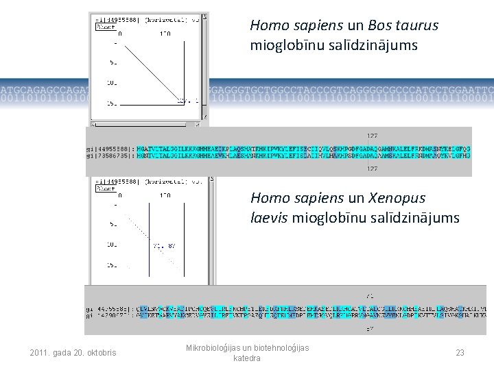 Homo sapiens un Bos taurus mioglobīnu salīdzinājums Homo sapiens un Xenopus laevis mioglobīnu salīdzinājums