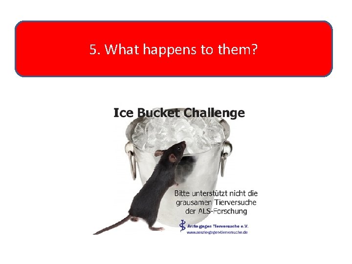 5. What happens to them? 