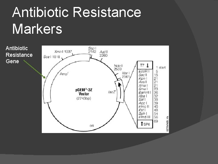 Antibiotic Resistance Markers Antibiotic Resistance Gene 