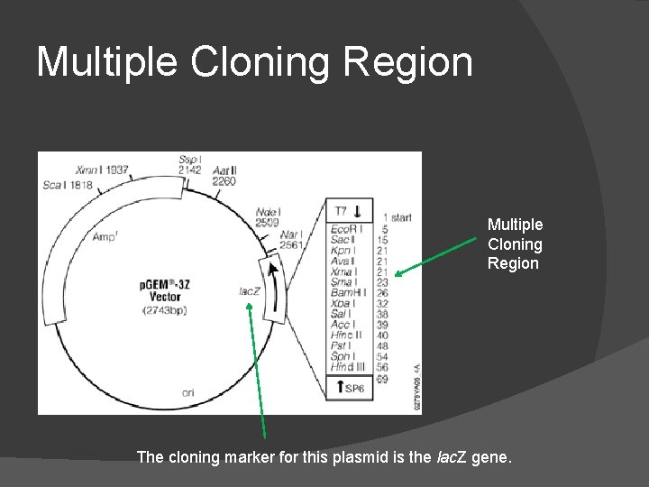 Multiple Cloning Region The cloning marker for this plasmid is the lac. Z gene.