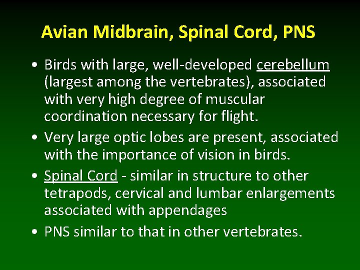 Avian Midbrain, Spinal Cord, PNS • Birds with large, well-developed cerebellum (largest among the