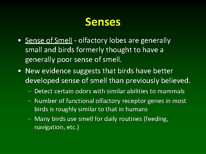 Senses • Sense of Smell - olfactory lobes are generally small and birds formerly