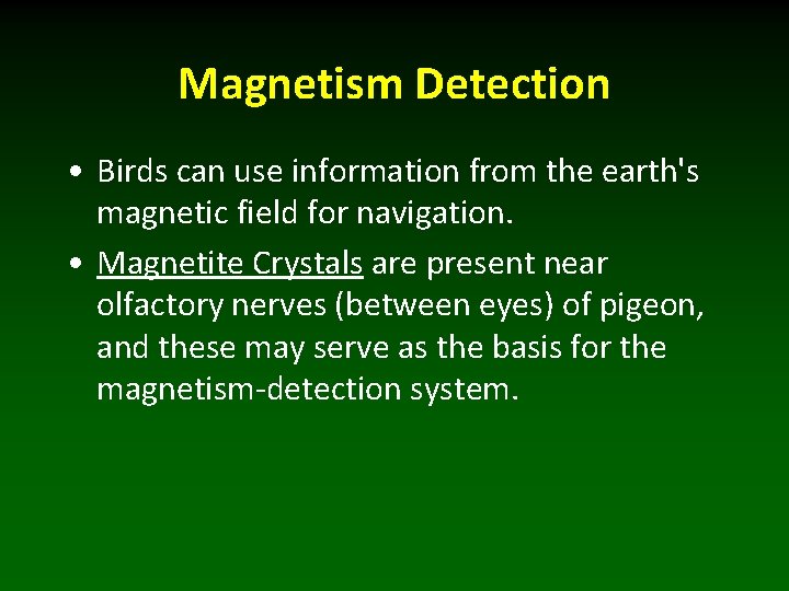 Magnetism Detection • Birds can use information from the earth's magnetic field for navigation.