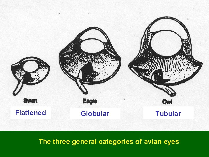 Flattened Globular Tubular The three general categories of avian eyes 