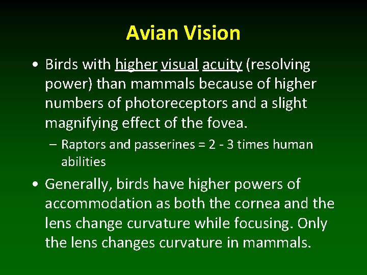 Avian Vision • Birds with higher visual acuity (resolving power) than mammals because of