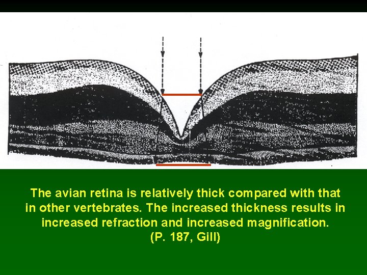 The avian retina is relatively thick compared with that in other vertebrates. The increased