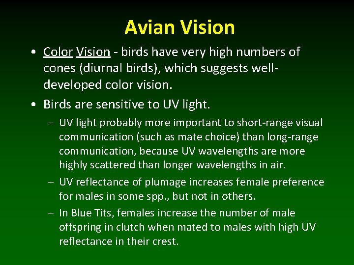 Avian Vision • Color Vision - birds have very high numbers of cones (diurnal