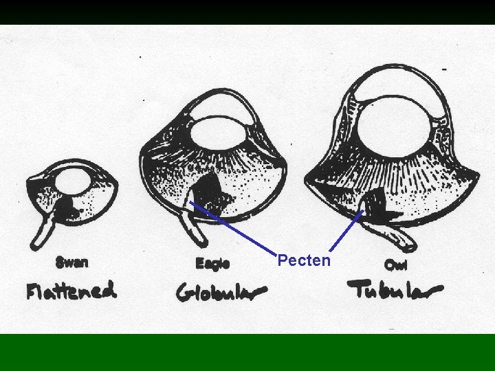 Pecten 