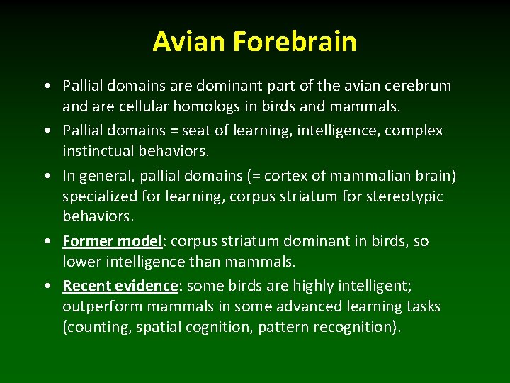 Avian Forebrain • Pallial domains are dominant part of the avian cerebrum and are