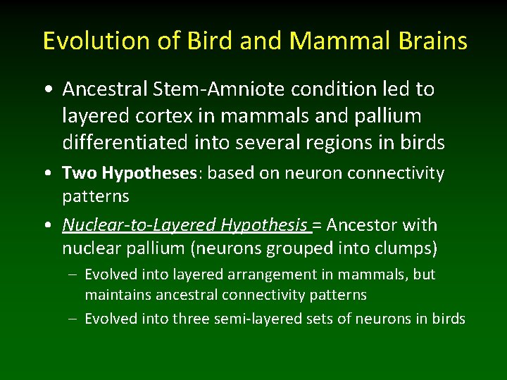 Evolution of Bird and Mammal Brains • Ancestral Stem-Amniote condition led to layered cortex