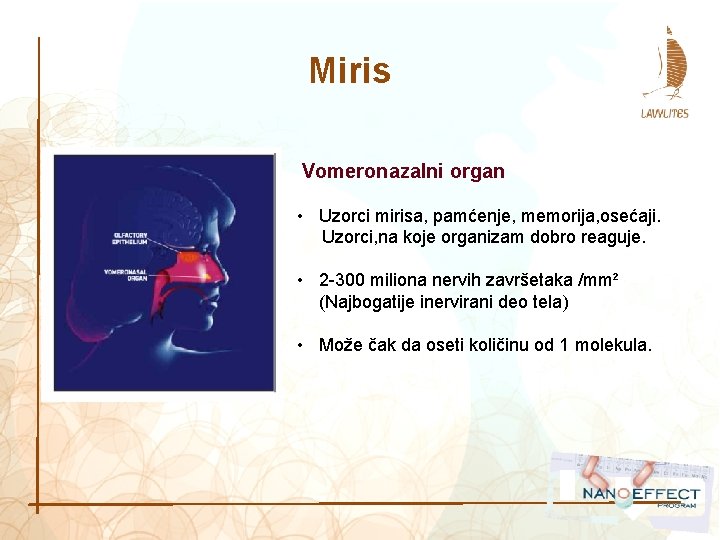 Miris Vomeronazalni organ • Uzorci mirisa, pamćenje, memorija, osećaji. Uzorci, na koje organizam dobro