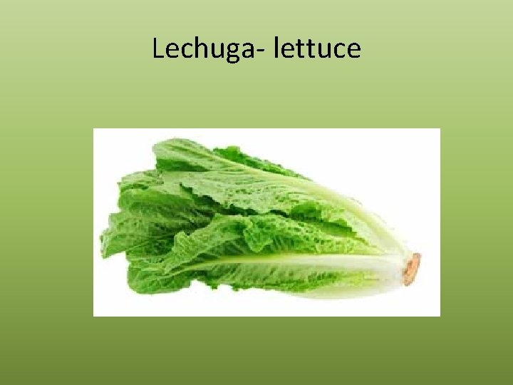 Lechuga- lettuce 