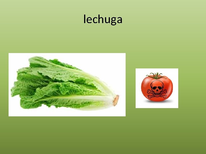 lechuga 