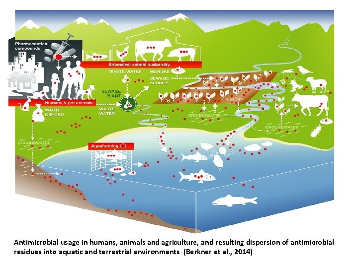 Antimicrobial usage in humans, animals and agriculture, and resulting dispersion of antimicrobial residues into