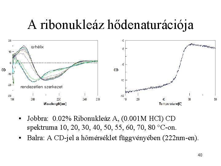 A ribonukleáz hődenaturációja -hélix rendezetlen szerkezet • Jobbra: 0. 02% Ribonukleáz A, (0. 001