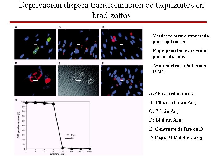 Deprivación dispara transformación de taquizoítos en bradizoítos Verde: proteína expresada por taquizoítos Rojo: proteína