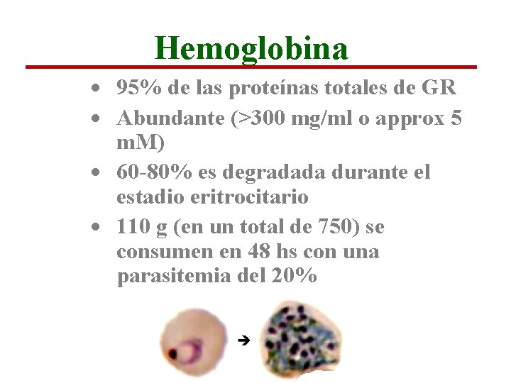 Hemoglobina · 95% de las proteínas totales de GR · Abundante (>300 mg/ml o