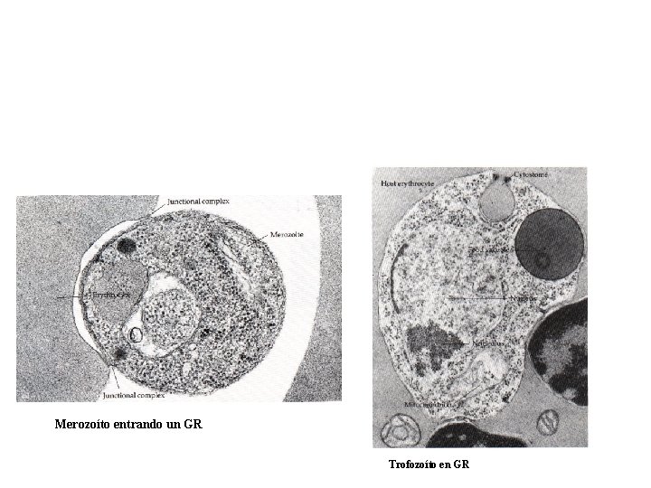 Merozoíto entrando un GR Trofozoíto en GR 