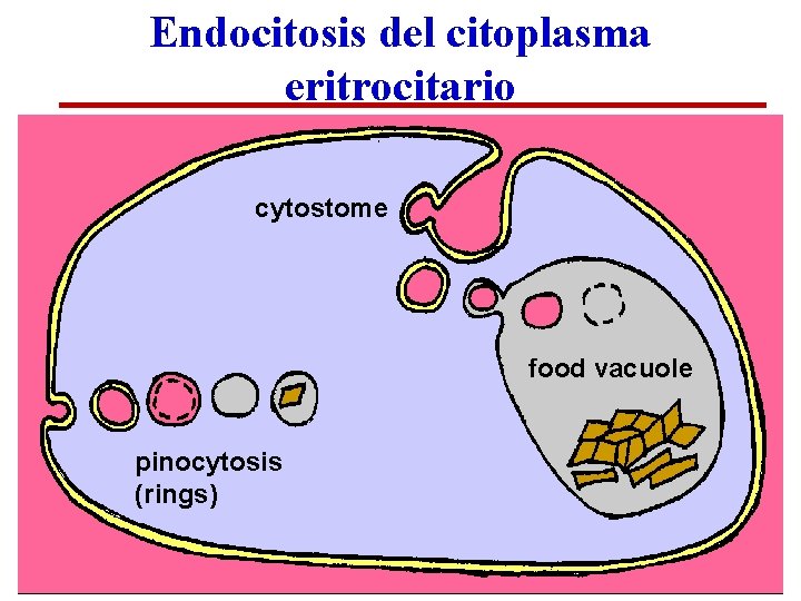 Endocitosis del citoplasma eritrocitario cytostome food vacuole pinocytosis (rings) 