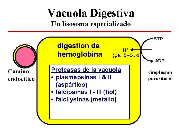 Vacuola Digestiva Un lisosoma especializado digestion de hemoglobina Camino endocítico ATP H+ (p. H