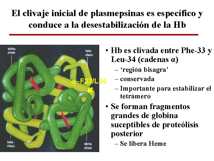 El clivaje inicial de plasmepsinas es específico y conduce a la desestabilización de la