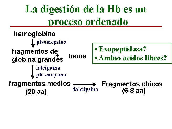 La digestión de la Hb es un proceso ordenado hemoglobina plasmepsina fragmentos de +