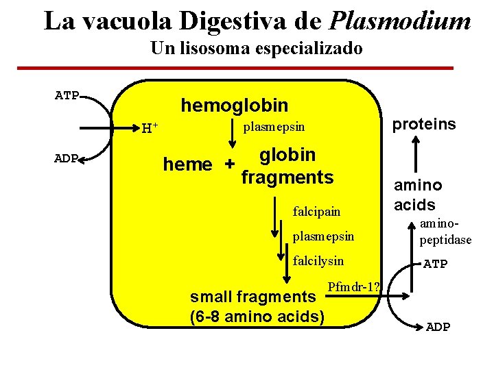La vacuola Digestiva de Plasmodium Un lisosoma especializado ATP hemoglobin H+ ADP proteins plasmepsin