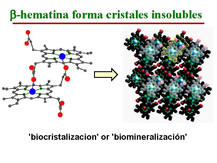 b-hematina forma cristales insolubles 'biocristalizacion' or 'biomineralización' 