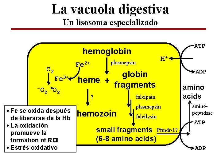 La vacuola digestiva Un lisosoma especializado ATP hemoglobin O 2 Fe 3+ -O O