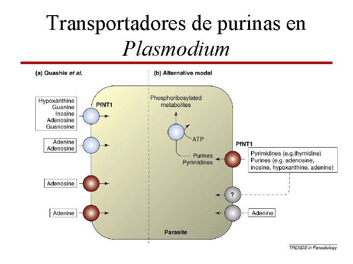Transportadores de purinas en Plasmodium 