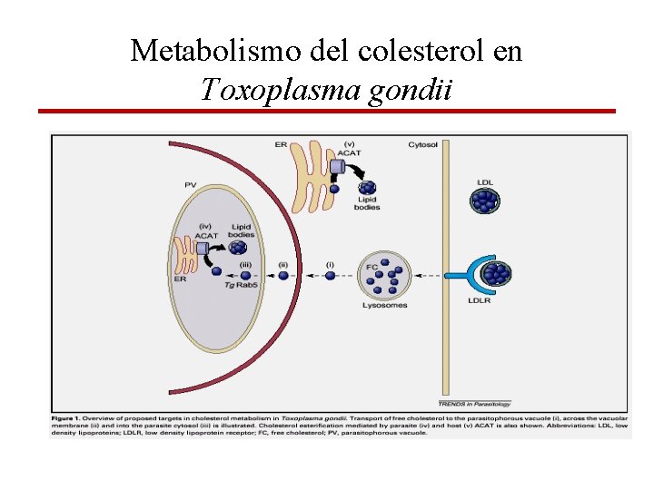 Metabolismo del colesterol en Toxoplasma gondii 