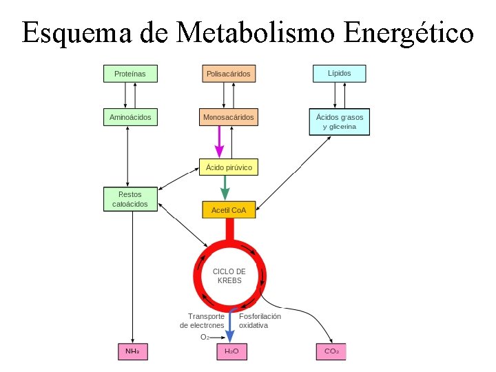 Esquema de Metabolismo Energético 