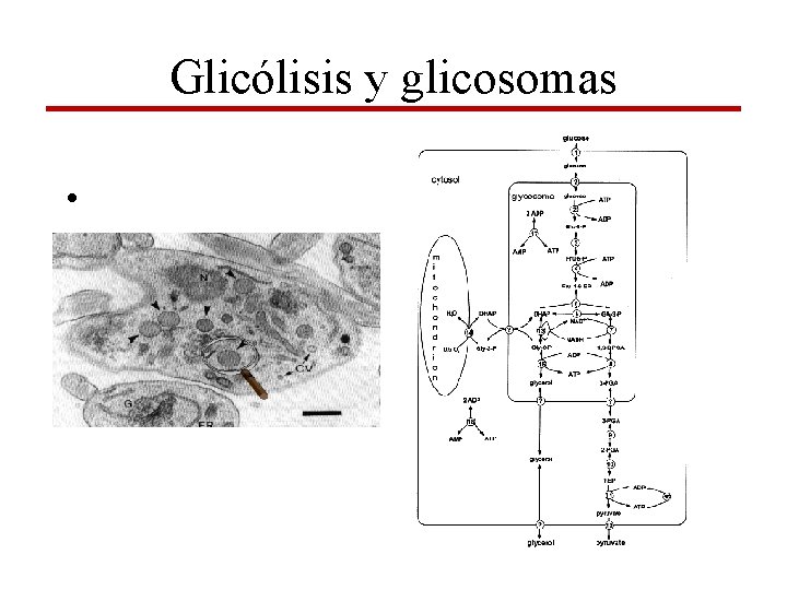 Glicólisis y glicosomas • 