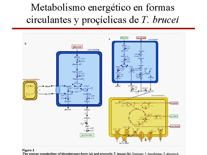Metabolismo energético en formas circulantes y proçíclicas de T. brucei 
