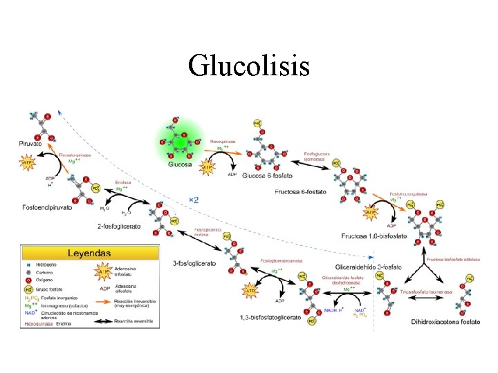 Glucolisis 