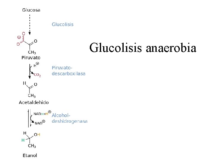 Glucolisis anaerobia 