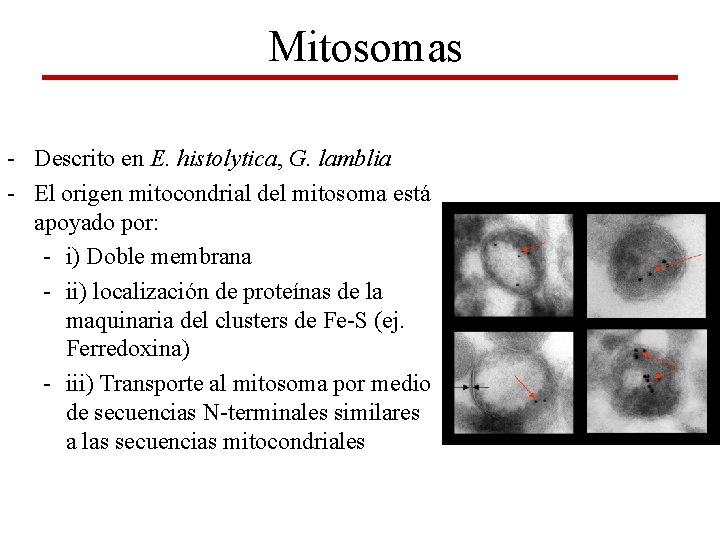 Mitosomas - Descrito en E. histolytica, G. lamblia - El origen mitocondrial del mitosoma