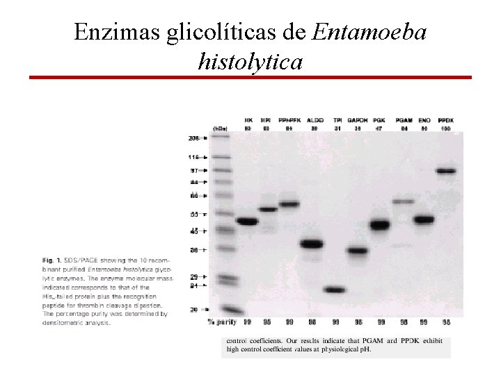 Enzimas glicolíticas de Entamoeba histolytica 