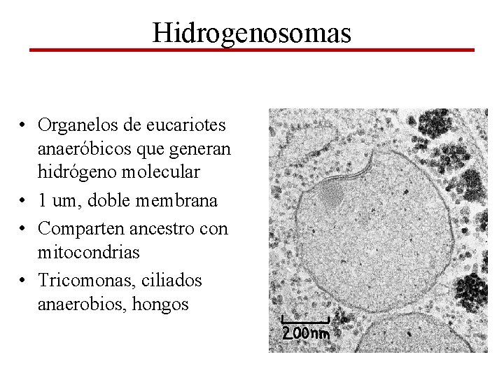 Hidrogenosomas • Organelos de eucariotes anaeróbicos que generan hidrógeno molecular • 1 um, doble