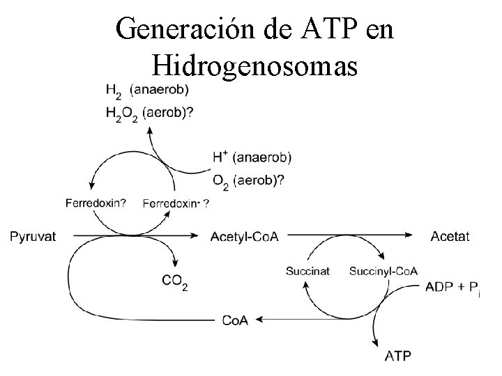 Generación de ATP en Hidrogenosomas 