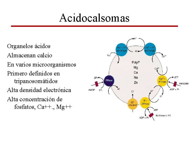 Acidocalsomas Organelos ácidos Almacenan calcio En varios microorganismos Primero definidos en tripanosomátidos Alta densidad