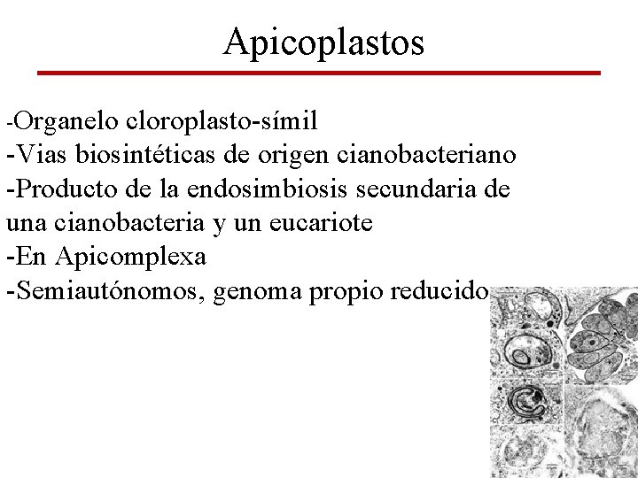Apicoplastos -Organelo cloroplasto-símil -Vias biosintéticas de origen cianobacteriano -Producto de la endosimbiosis secundaria de