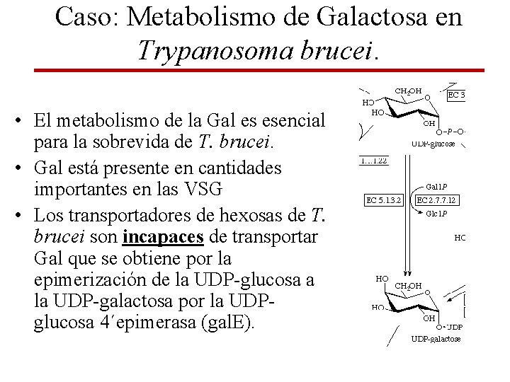 Caso: Metabolismo de Galactosa en Trypanosoma brucei. • El metabolismo de la Gal es