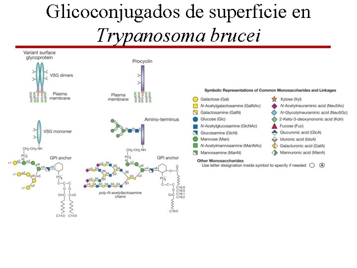 Glicoconjugados de superficie en Trypanosoma brucei 