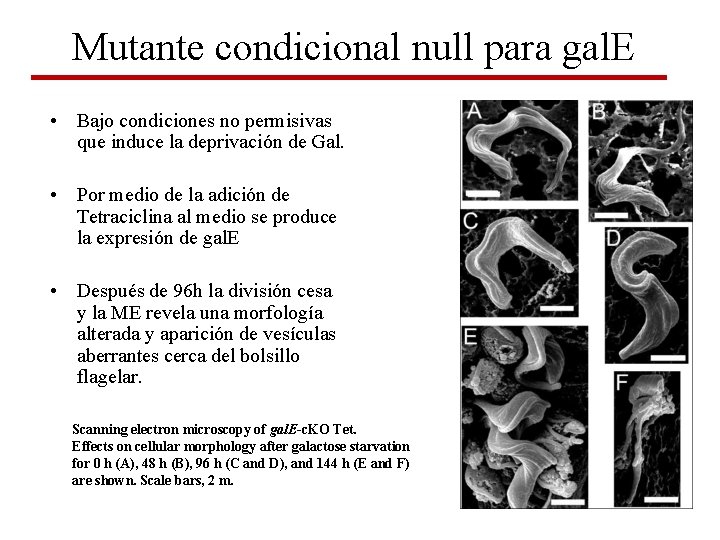 Mutante condicional null para gal. E • Bajo condiciones no permisivas que induce la