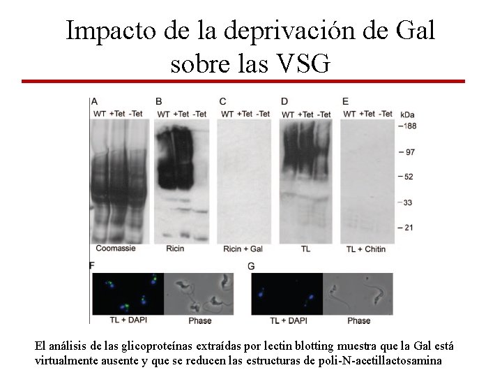 Impacto de la deprivación de Gal sobre las VSG El análisis de las glicoproteínas