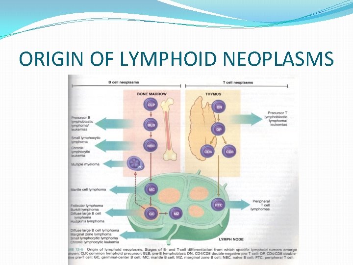 ORIGIN OF LYMPHOID NEOPLASMS 