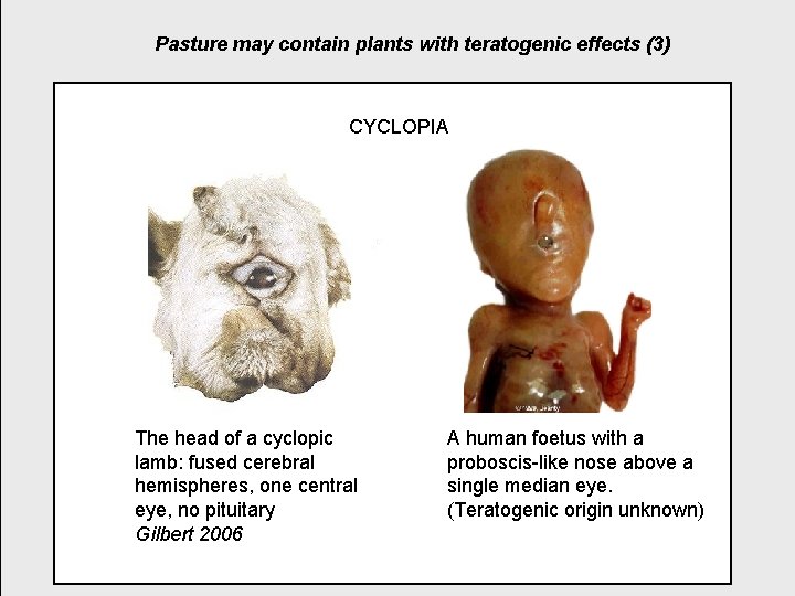 Pasture may contain plants with teratogenic effects (3) CYCLOPIA The head of a cyclopic